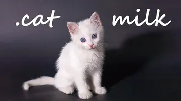 牛奶猫|小奶猫|Cat Milk封面